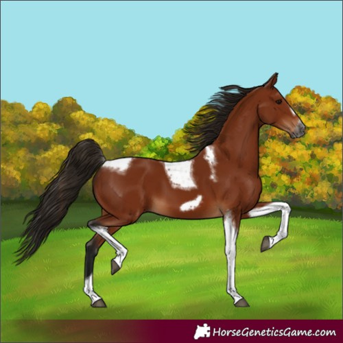 Horse Color:Gray Bay Tobiano Frame 