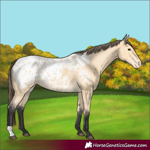 Horse Color:Buckskin Blanket