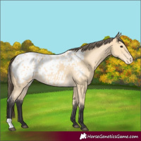 Horse Color:Buckskin Blanket