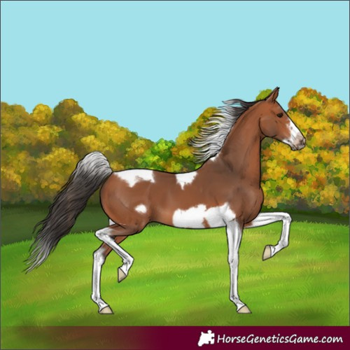 Horse Color:White Spotted Bay Splash Tobiano Frame 