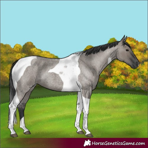 Horse Color:Grullo Roan Tobiano 