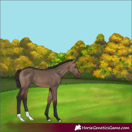 Horse Color:Bay Dun