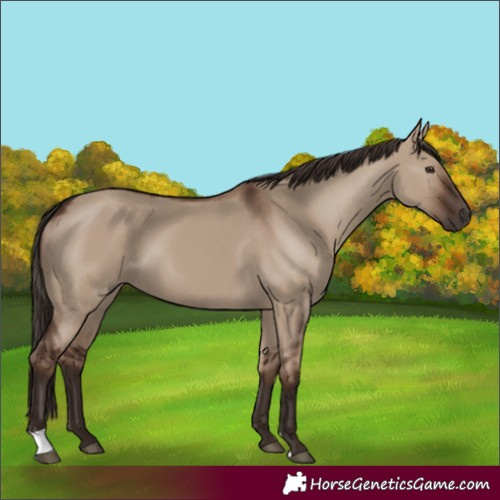 Horse Color:Liver Red Dun 