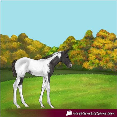 Horse Color:Smoky Black Tobiano Snowcap Rabicano