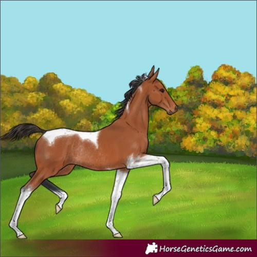 Horse Color:Bay Tobiano Rabicano