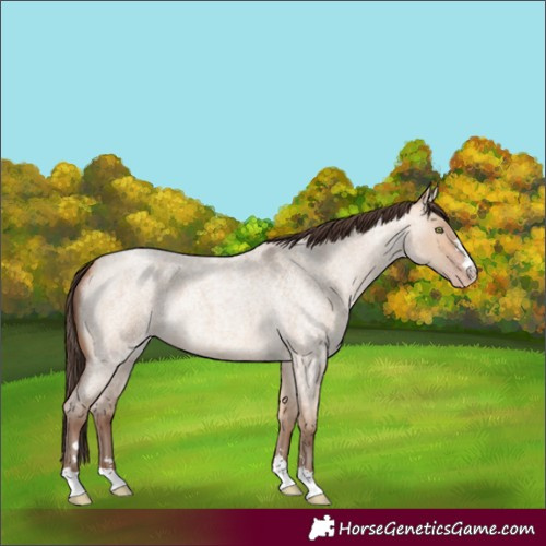 Horse Color:Amber Champagne Roan Dun