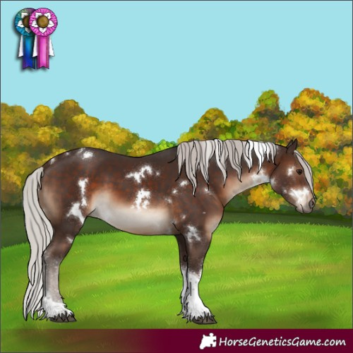 Horse Color:White Spotted Silver Bay Tobiano 