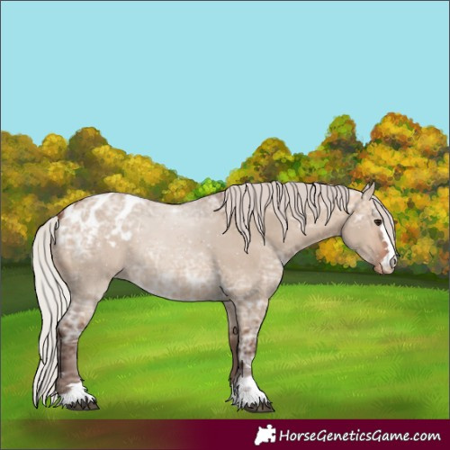 Horse Color:Silver Bay Ice Dun Appaloosa 