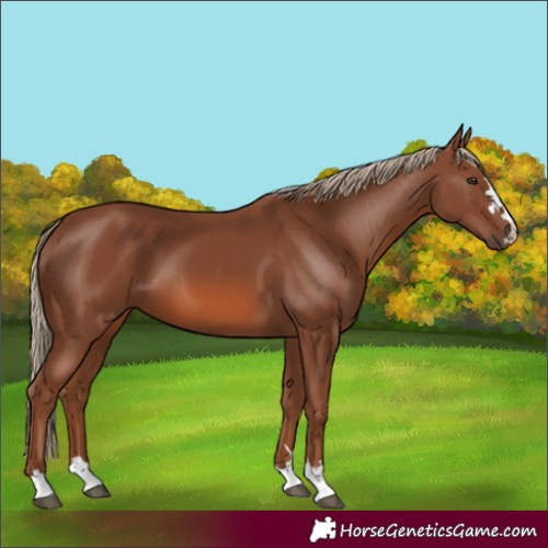Horse Color:Chestnut 