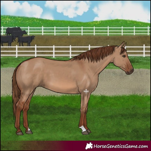 Horse Color:Red Dun 
