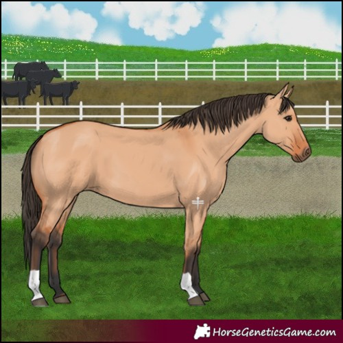 Horse Color:Bay Dun 