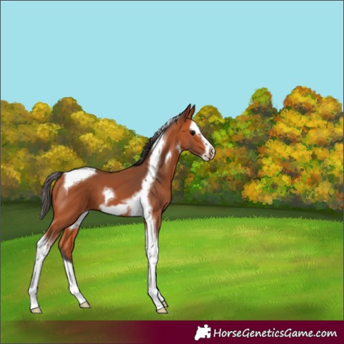 Horse Color:Bay Splash Tobiano Frame