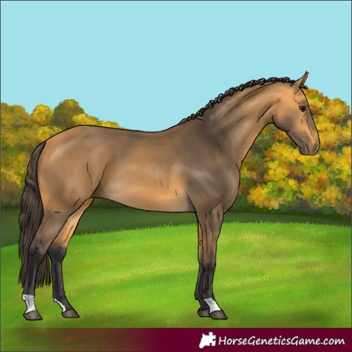 Horse Color:Buckskin