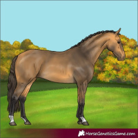Horse Color:Buckskin 
