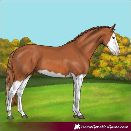 Horse Color:Chestnut Splash 
