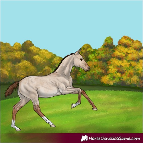 Horse Color:Red Dun Roan