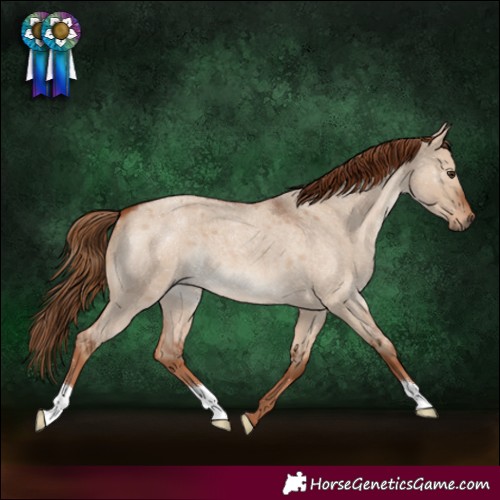 Horse Color:Red Dun Roan 