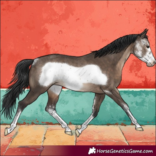 Horse Color:Brown Dun Sabino Frame Appaloosa Rabicano 