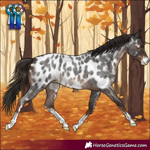 Horse Color:Liver Red Roan Sabino Appaloosa