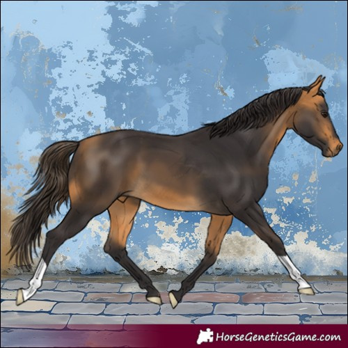 Horse Color:Buckskin