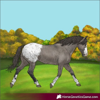 Horse Color:Grullo Appaloosa 