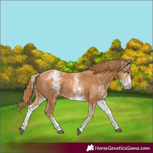 Horse Color:White Spotted Chestnut