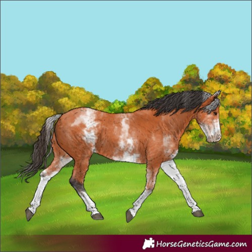 Horse Color:White Spotted Bay