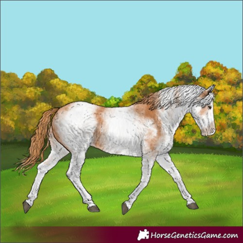 Horse Color:White Spotted Chestnut 