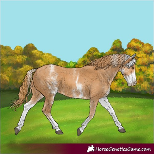 Horse Color:White Spotted Chestnut