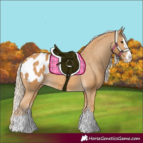 Horse Color:Palomino Splash Appaloosa