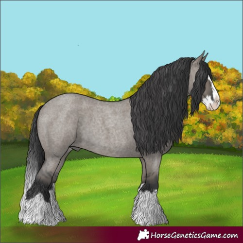 Horse Color:Grullo Roan Splash 
