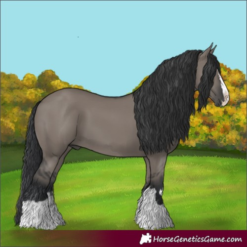 Horse Color:Grullo Splash