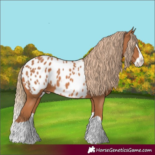 Horse Color:Chestnut Splash Appaloosa