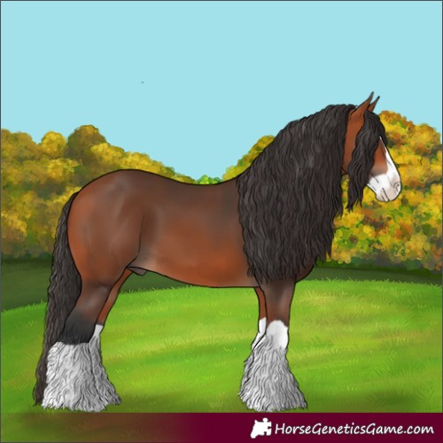 Horse Color:Bay Splash 