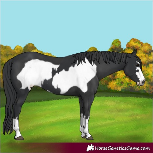 Horse Color:Black  and Black Frame 
