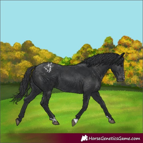 Horse Color:Black  and Black Appaloosa 