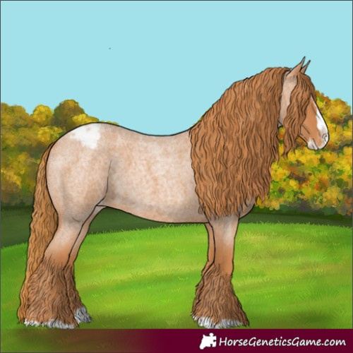 Horse Color:Red Roan Splash Appaloosa 