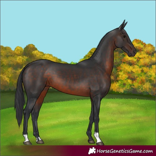 Horse Color:Brown 