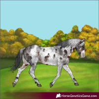 Horse Color:White Spotted Brown 