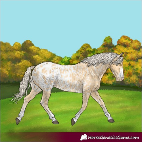 Horse Color:Palomino Appaloosa  and Palomino Appaloosa 