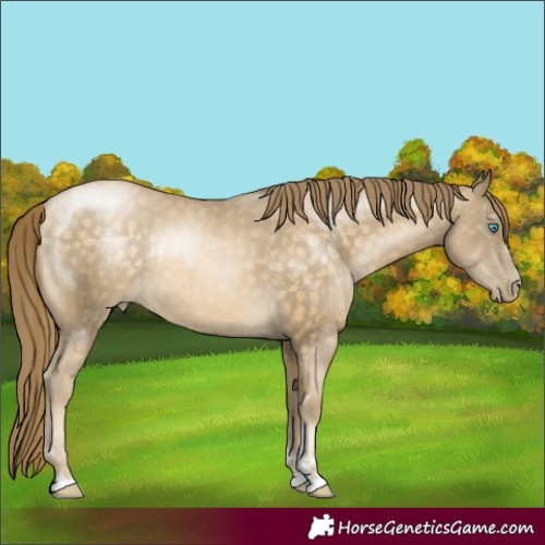 Horse Color:Buckskin Pearl Rabicano