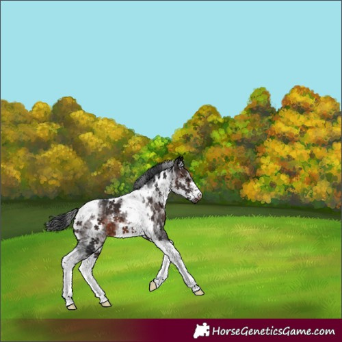 Horse Color:White Spotted Brown Tobiano Frame 