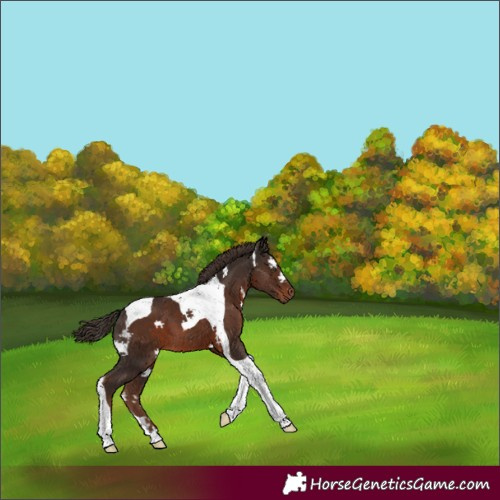 Horse Color:Liver Chestnut Tobiano
