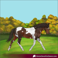 Horse Color:Liver Chestnut Tobiano