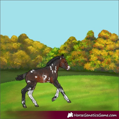 Horse Color:White Spotted Bay Frame