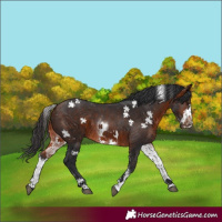 Horse Color:White Spotted Bay Frame 