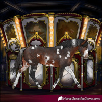 Horse Color:White Spotted Bay Frame 