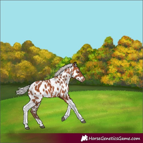 Horse Color:Silver Bay Tobiano Appaloosa 