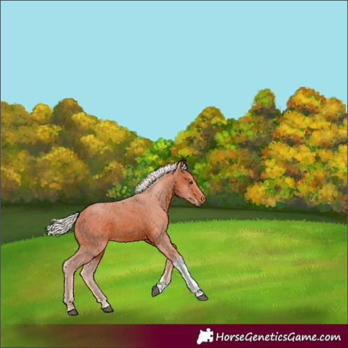 Horse Color:Silver Bay Tobiano