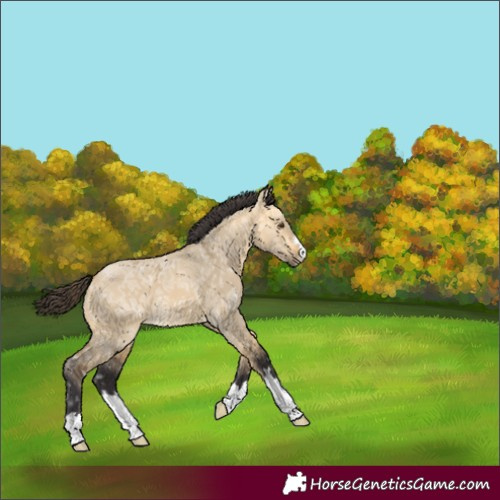 Horse Color:Buckskin Ice Dun 